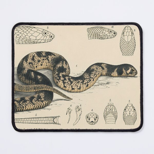 Item preview, Pixel Art 1882 Mozambique Snake Anatomy Plate designed and sold by aigcx.