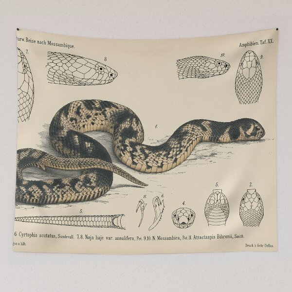 Item preview, Pixel Art 1882 Mozambique Snake Anatomy Plate designed and sold by aigcx.