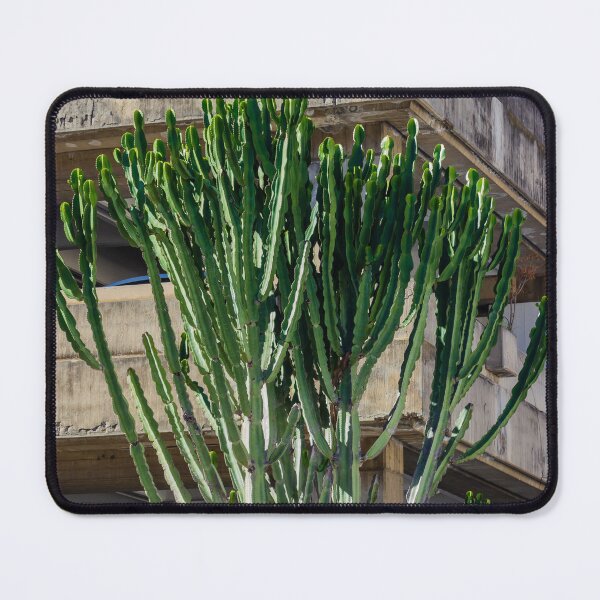 Item preview, Tall Cactus Tree Grows Beside Weathered Concrete Parking Structure Under Blue Sky designed and sold by Nmallia.