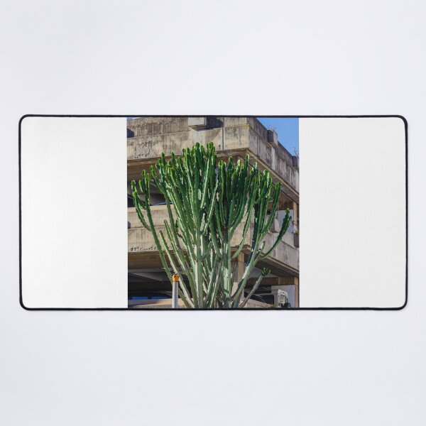 Item preview, Tall Cactus Tree Grows Beside Weathered Concrete Parking Structure Under Blue Sky designed and sold by Nmallia.