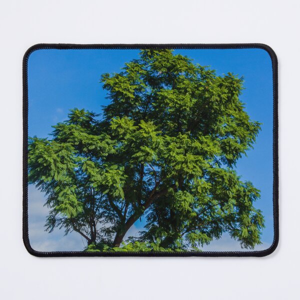 Item preview, Vibrant Green Tree Silhouette Against Clear Blue Sky Over Urban Park Scene During Sunny Day designed and sold by Nmallia.