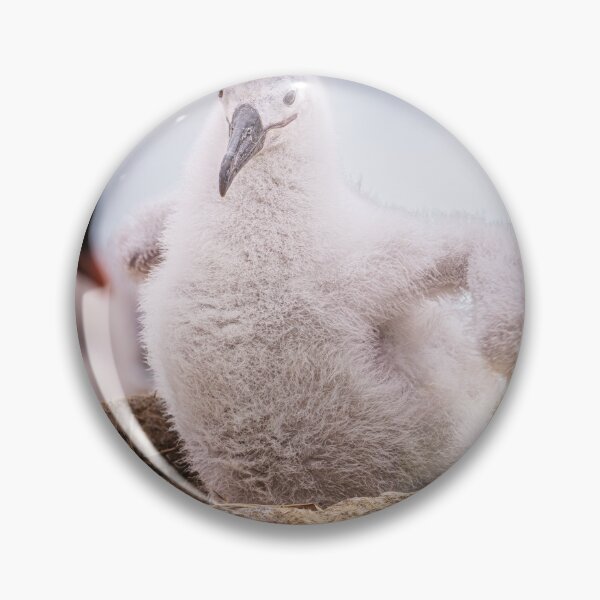 Item preview, Fluffy Albatross Chick in Nest Falkland Islands designed and sold by PhotoArt by Joan Carroll.