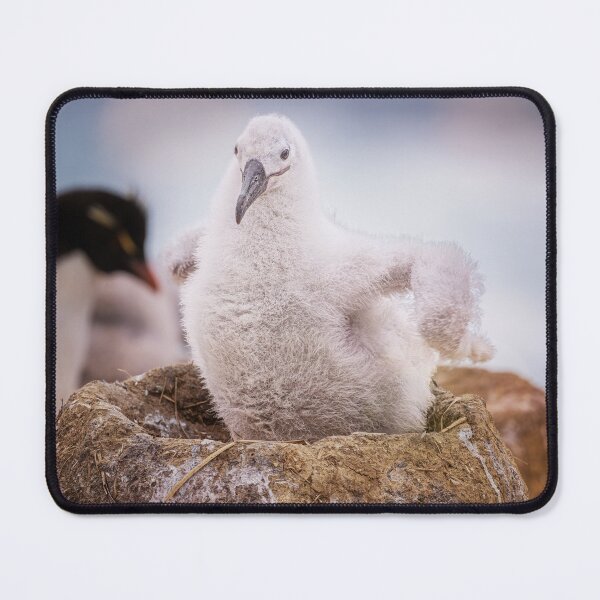 Item preview, Fluffy Albatross Chick in Nest Falkland Islands designed and sold by PhotoArt by Joan Carroll.