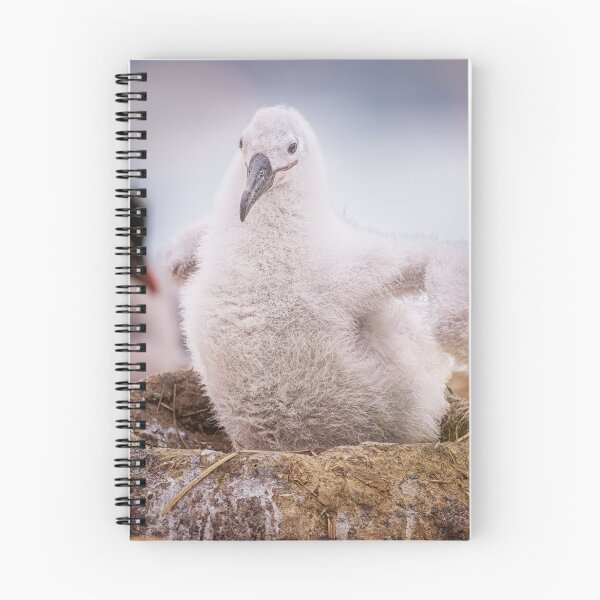 Item preview, Fluffy Albatross Chick in Nest Falkland Islands designed and sold by PhotoArt by Joan Carroll.
