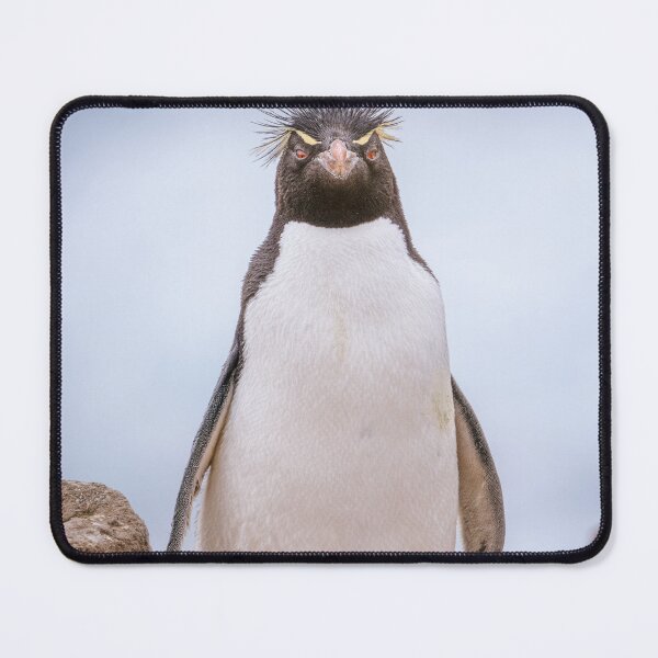 Item preview, Rockhopper Penguin Falkland Islands designed and sold by PhotoArt by Joan Carroll.