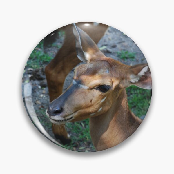 Item preview, Bronx Zoo, Nyala (Tragelaphus angasii) designed and sold by capovtxphotography.