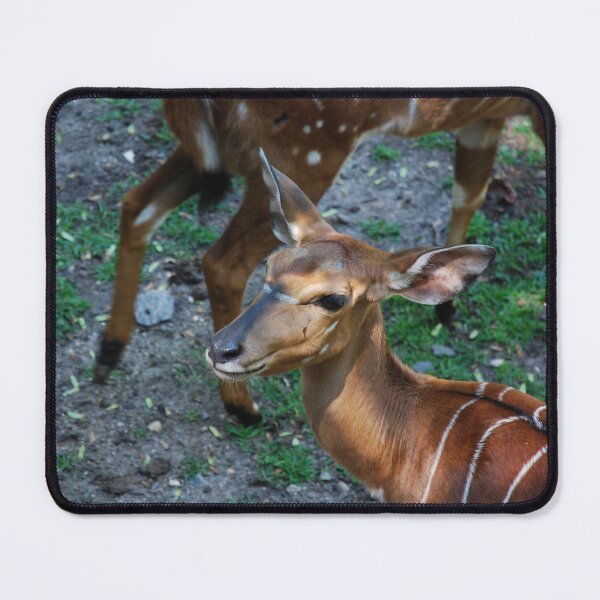 Item preview, Bronx Zoo, Nyala (Tragelaphus angasii) designed and sold by capovtxphotography.