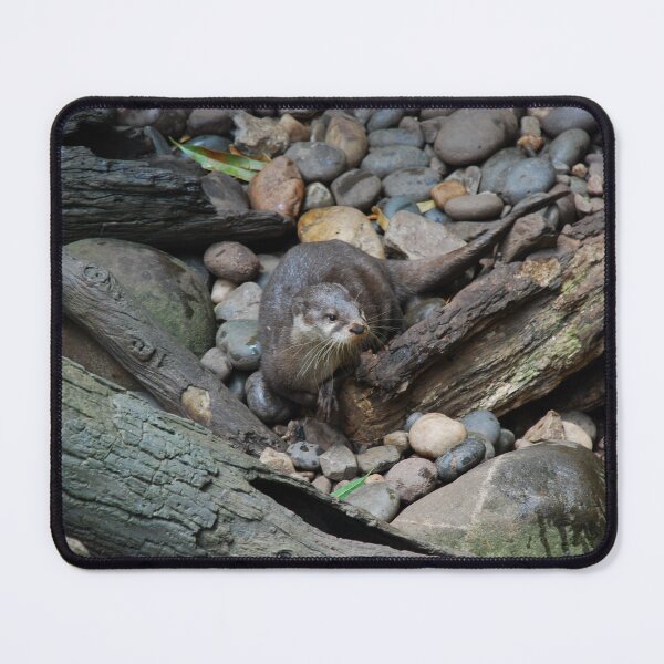 Item preview, Bronx Zoo, Asian small-clawed otter (Aonyx cinereus) designed and sold by capovtxphotography.