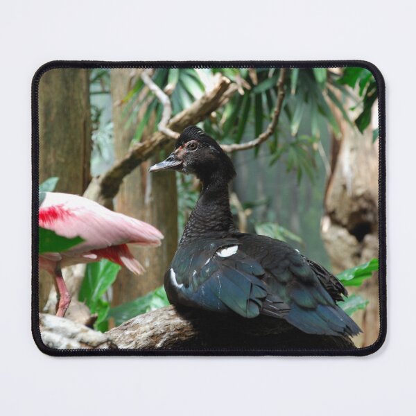Item preview, Bronx Zoo, Muscovy duck (Cairina moschata) designed and sold by capovtxphotography.