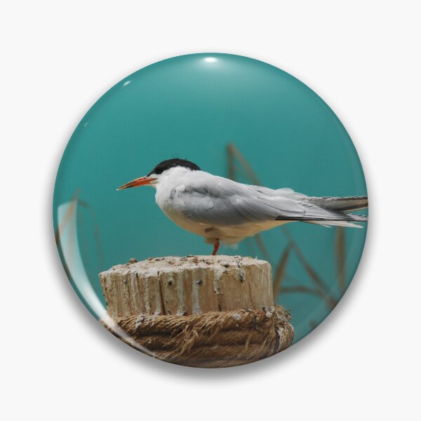 Item preview, Bronx Zoo, Common tern (Sterna hirundo) designed and sold by capovtxphotography.