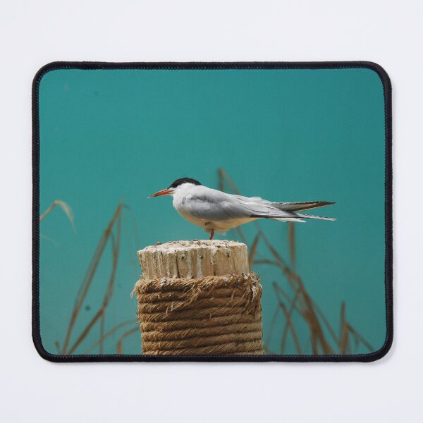 Item preview, Bronx Zoo, Common tern (Sterna hirundo) designed and sold by capovtxphotography.