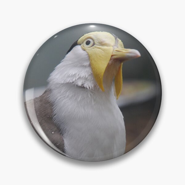 Item preview, Bronx Zoo, Masked lapwing (Vanellus miles) designed and sold by capovtxphotography.