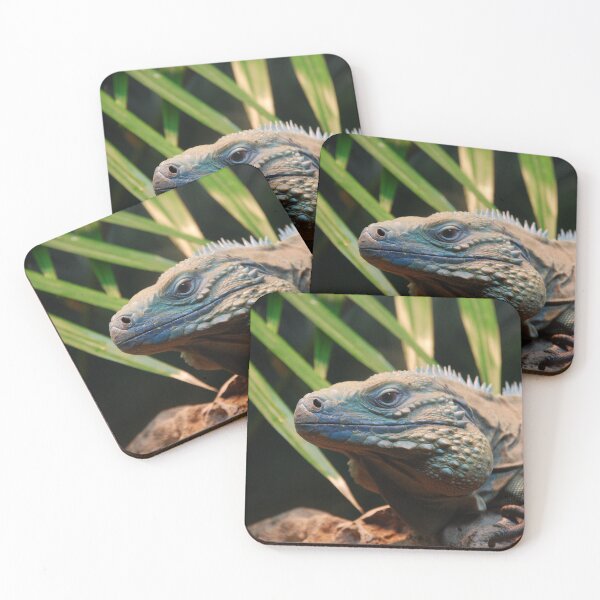 Item preview, Bronx Zoo, Grand Cayman iguana (Cyclura lewisi) designed and sold by capovtxphotography.