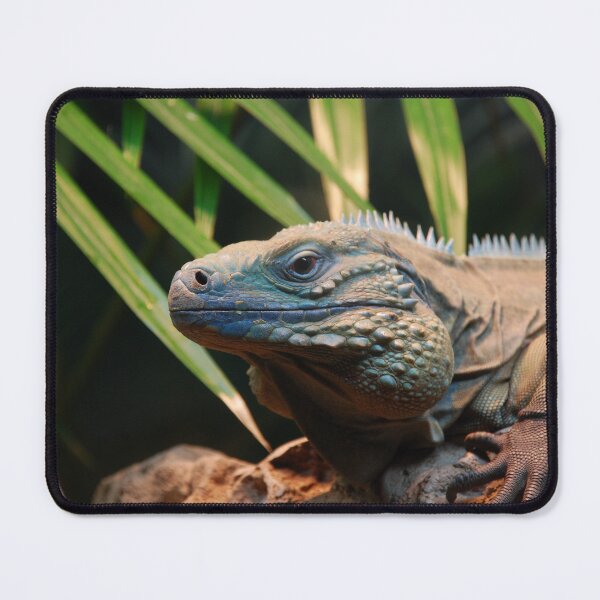 Item preview, Bronx Zoo, Grand Cayman iguana (Cyclura lewisi) designed and sold by capovtxphotography.