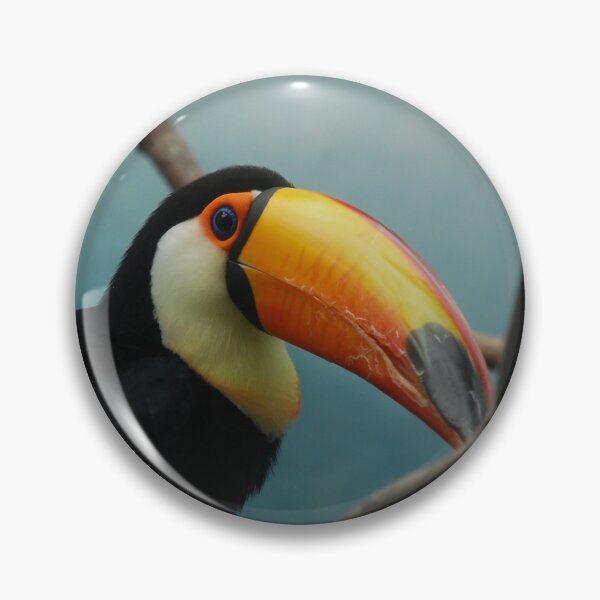 Item preview, Bronx Zoo, Toco toucan (Ramphastos toco) designed and sold by capovtxphotography.