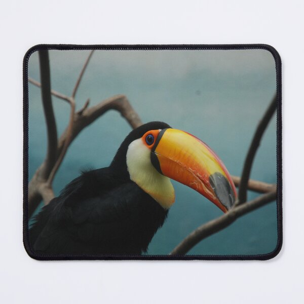 Item preview, Bronx Zoo, Toco toucan (Ramphastos toco) designed and sold by capovtxphotography.