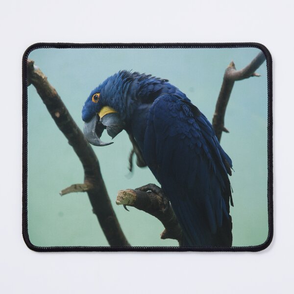 Item preview, Bronx Zoo, Hyacinth macaw (Anodorhynchus hyacinthinus) designed and sold by capovtxphotography.