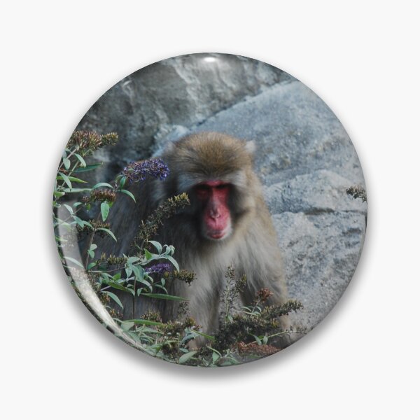 Item preview, Central Park Zoo, Japanese macaque (Macaca fuscata) designed and sold by capovtxphotography.