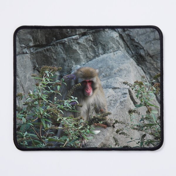 Item preview, Central Park Zoo, Japanese macaque (Macaca fuscata) designed and sold by capovtxphotography.
