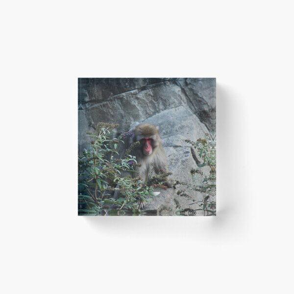 Item preview, Central Park Zoo, Japanese macaque (Macaca fuscata) designed and sold by capovtxphotography.