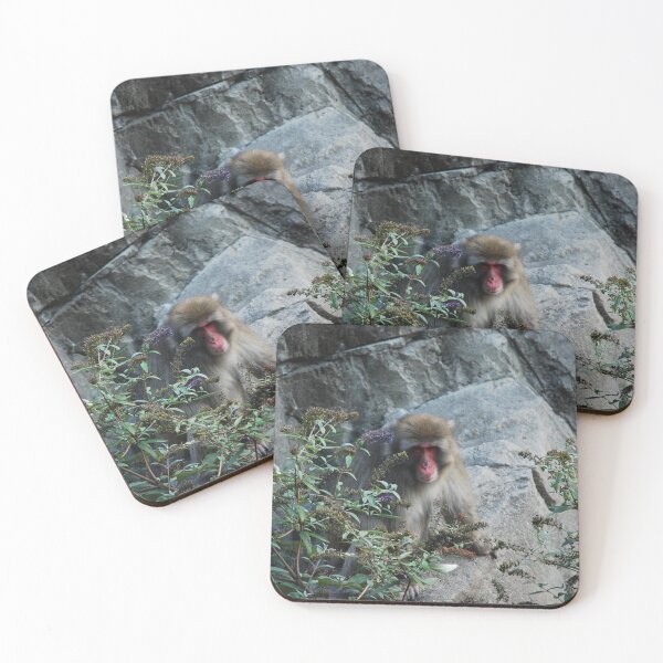 Item preview, Central Park Zoo, Japanese macaque (Macaca fuscata) designed and sold by capovtxphotography.