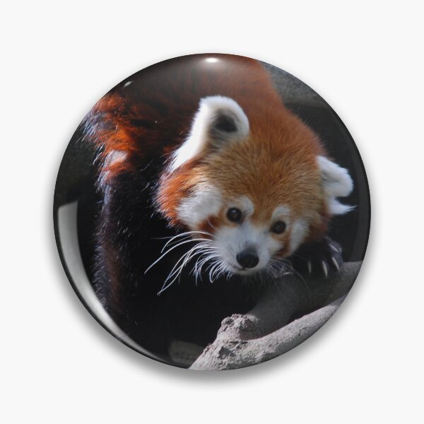 Item preview, Central Park Zoo, Red panda (Ailurus fulgens) designed and sold by capovtxphotography.