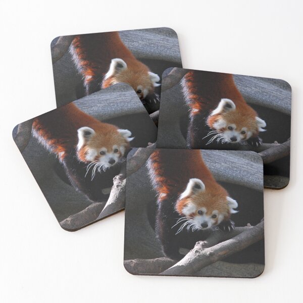Item preview, Central Park Zoo, Red panda (Ailurus fulgens) designed and sold by capovtxphotography.