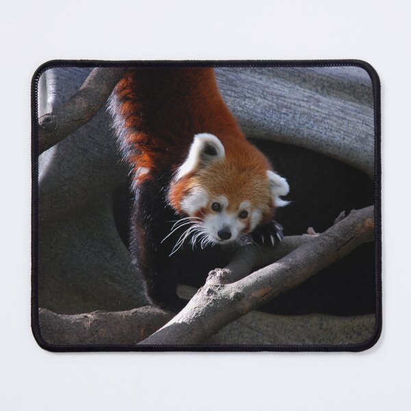 Item preview, Central Park Zoo, Red panda (Ailurus fulgens) designed and sold by capovtxphotography.
