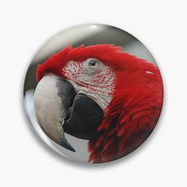 Item preview, Central Park Zoo, Green-winged macaw (Ara chloropterus) designed and sold by capovtxphotography.