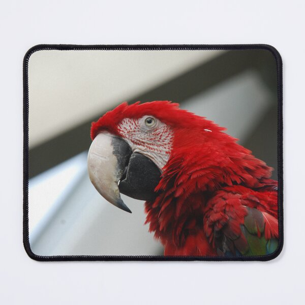 Item preview, Central Park Zoo, Green-winged macaw (Ara chloropterus) designed and sold by capovtxphotography.