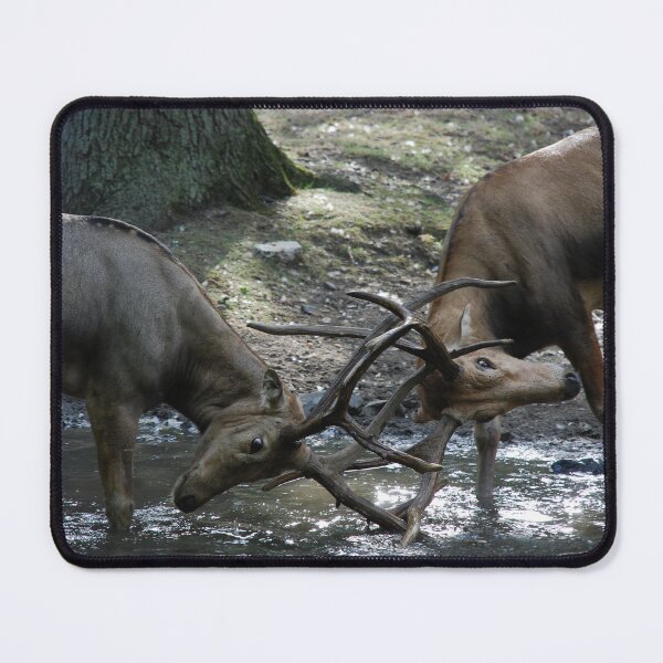 Item preview, Bronx Zoo, Pere David's deer (Elaphurus davidianus) designed and sold by capovtxphotography.