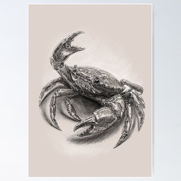 Item preview, Detailed Charcoal Drawing of a Crab designed and sold by kolonjArt.