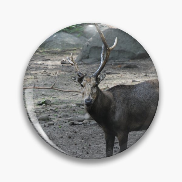 Item preview, Bronx Zoo, Pere David's deer (Elaphurus davidianus) designed and sold by capovtxphotography.