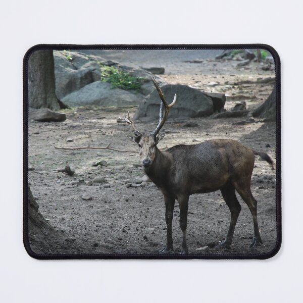 Item preview, Bronx Zoo, Pere David's deer (Elaphurus davidianus) designed and sold by capovtxphotography.