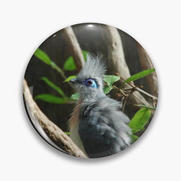 Item preview, Central Park Zoo, Crested coua (Coua cristata) designed and sold by capovtxphotography.