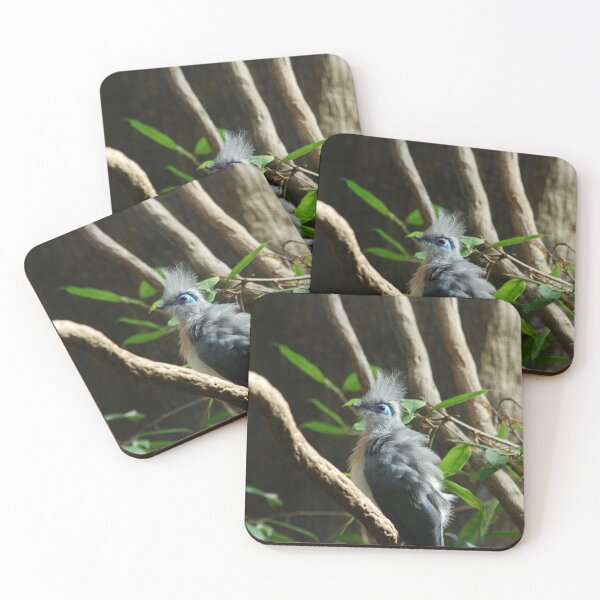 Item preview, Central Park Zoo, Crested coua (Coua cristata) designed and sold by capovtxphotography.
