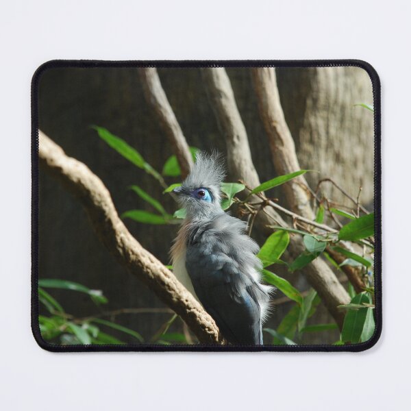 Item preview, Central Park Zoo, Crested coua (Coua cristata) designed and sold by capovtxphotography.