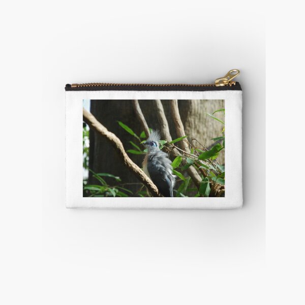 Item preview, Zoológico de Central Park, Coua crestada (Coua cristata) designed and sold by capovtxphotography.
