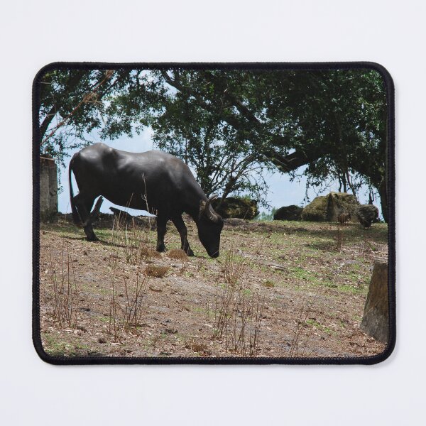 Item preview, Disney's Animal Kingdom, Asiatic buffalo (Bubalus arnee) designed and sold by capovtxphotography.