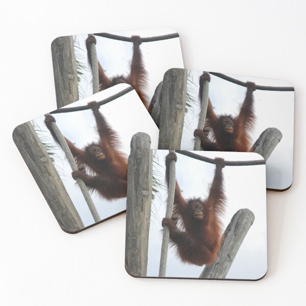 Item preview, Tampa Zoo, Bornean orangutan (Pongo pygmaeus)  designed and sold by capovtxphotography.