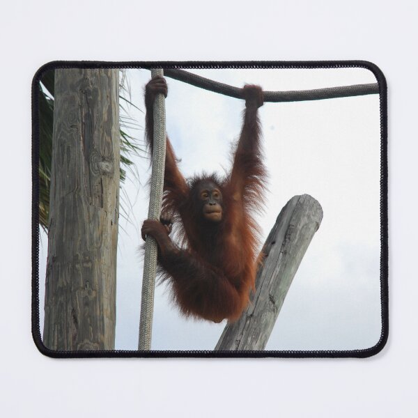 Item preview, Tampa Zoo, Bornean orangutan (Pongo pygmaeus)  designed and sold by capovtxphotography.