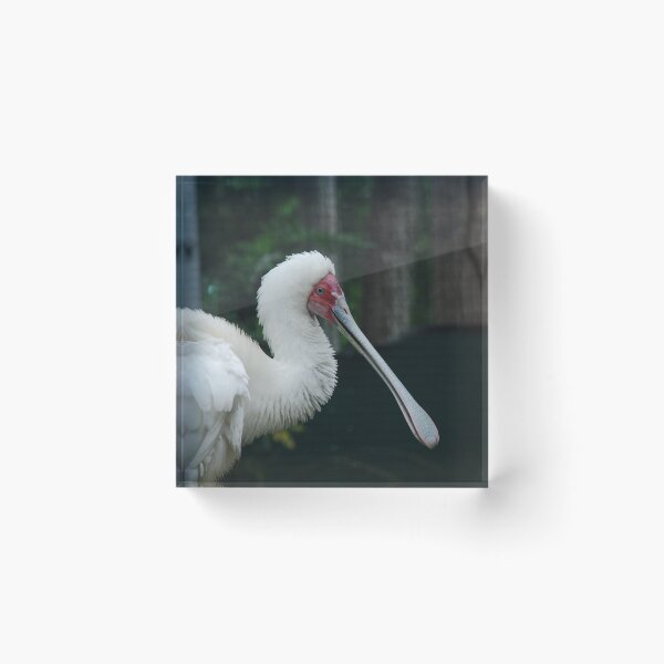 Item preview, Tampa Zoo, African spoonbill (Platalea alba) designed and sold by capovtxphotography.