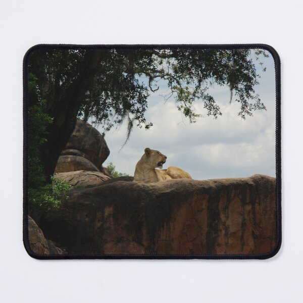 Item preview, Disney's Animal Kingdom, African lion (Panthera leo) designed and sold by capovtxphotography.