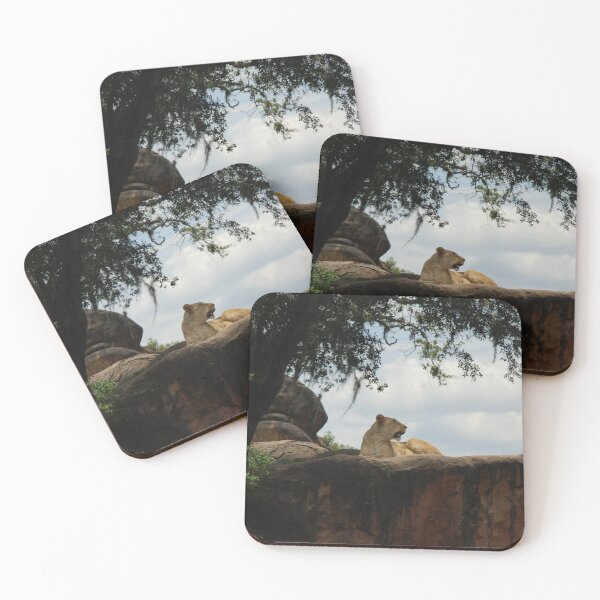Item preview, Disney's Animal Kingdom, African lion (Panthera leo) designed and sold by capovtxphotography.