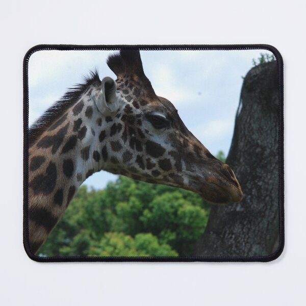 Item preview, Disney's Animal Kingdom, Masai giraffe (Giraffa tippelskirchi) designed and sold by capovtxphotography.