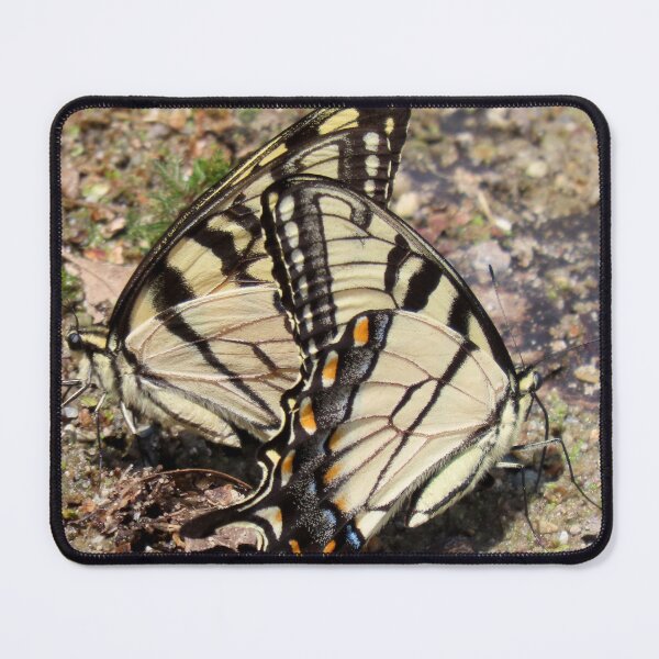 Item preview, Two Eastern Swallowtail Butterflies Feeding on a Beach - Nature Photography designed and sold by Sam Morrison.