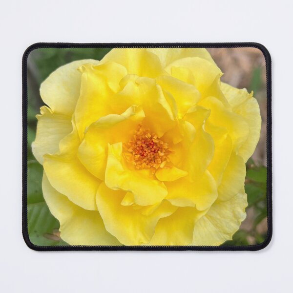 Item preview, Yellow Rose designed and sold by OliverAwakenedPhotography.