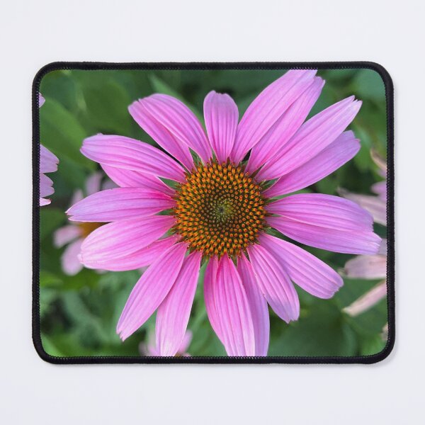 Item preview, Coneflower designed and sold by OliverAwakenedPhotography.