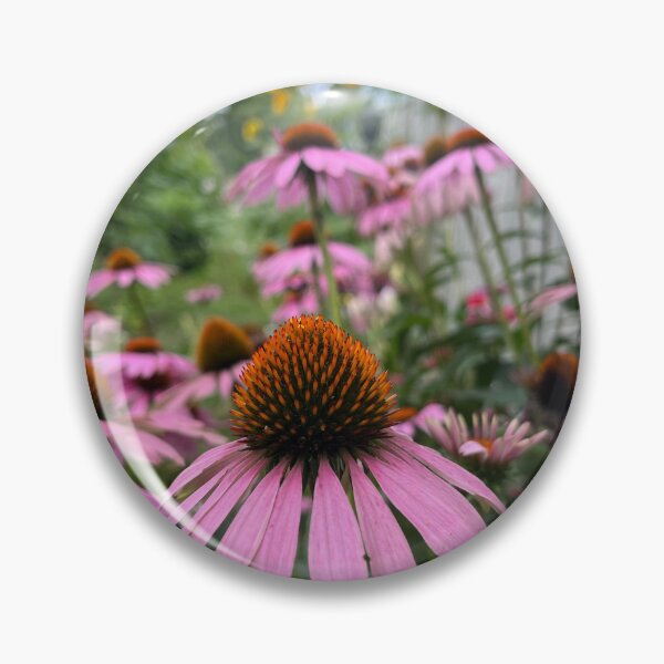 Item preview, Coneflowers designed and sold by OliverAwakenedPhotography.