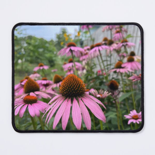 Item preview, Coneflowers designed and sold by OliverAwakenedPhotography.